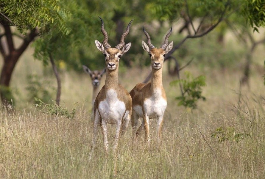 Nugu Wildlife Sanctuary